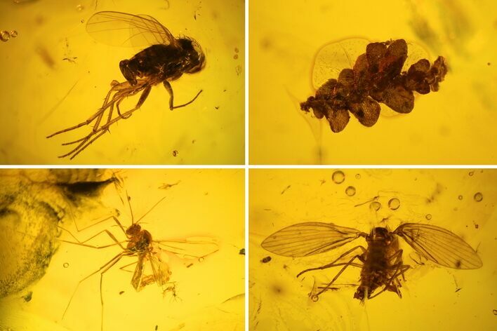 Flies, Liverwort, Mothfly & Others In Baltic Amber #123418